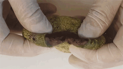 70e5b9834277eb3f2511af376263ef10_1716770009_2917.gif